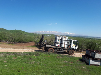 הצבת כוורת בצפון רמת הגולן